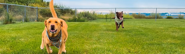 Paws & Play Dog Park photo 1